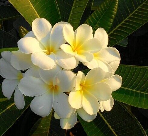 plumeria seed for sale to usa