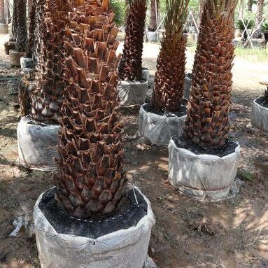 date palm exporting quality from thailand