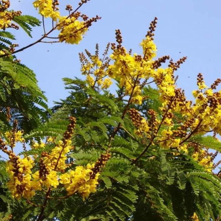 Peltohorum Pterocarpum trees for sale to maldives
