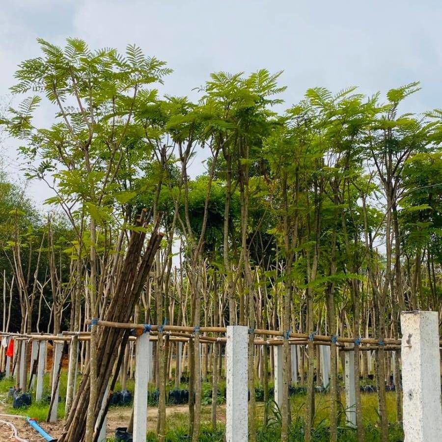 Thailand tree tropical to dubai qatar
