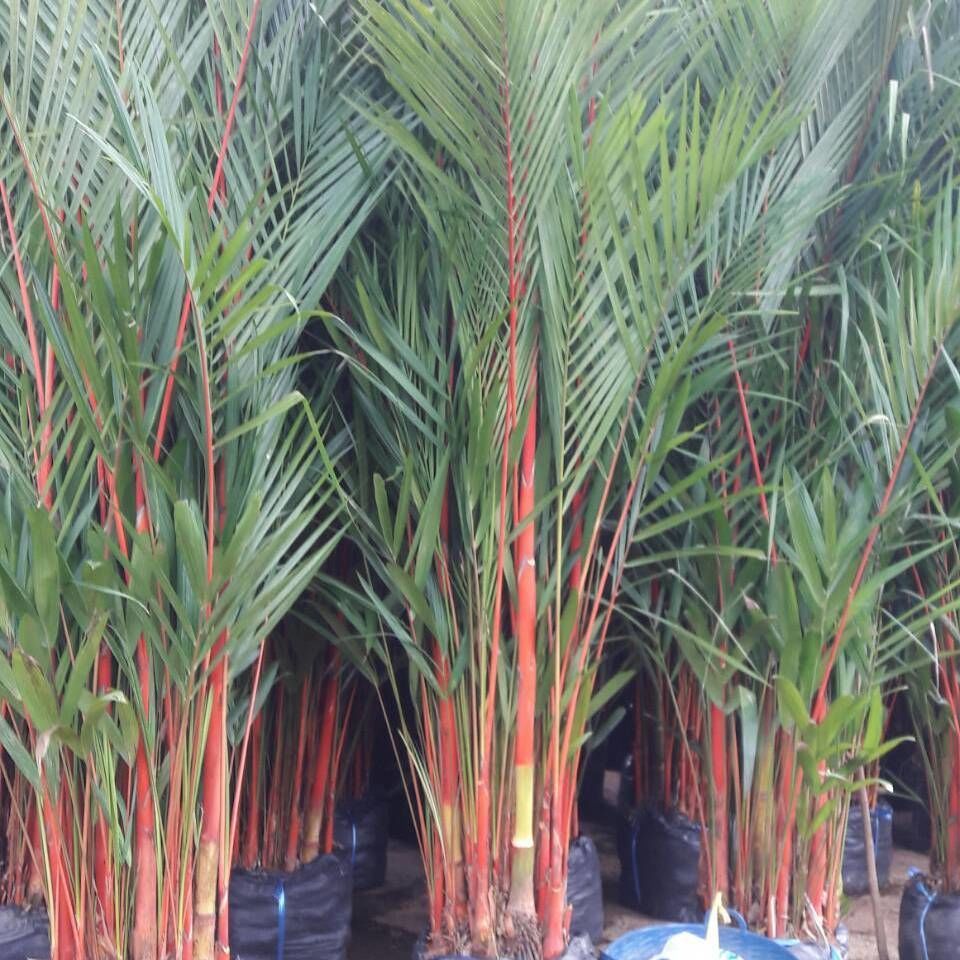 The red sealing wax palm thailand exporter we exporting to jamica by seedling and plants