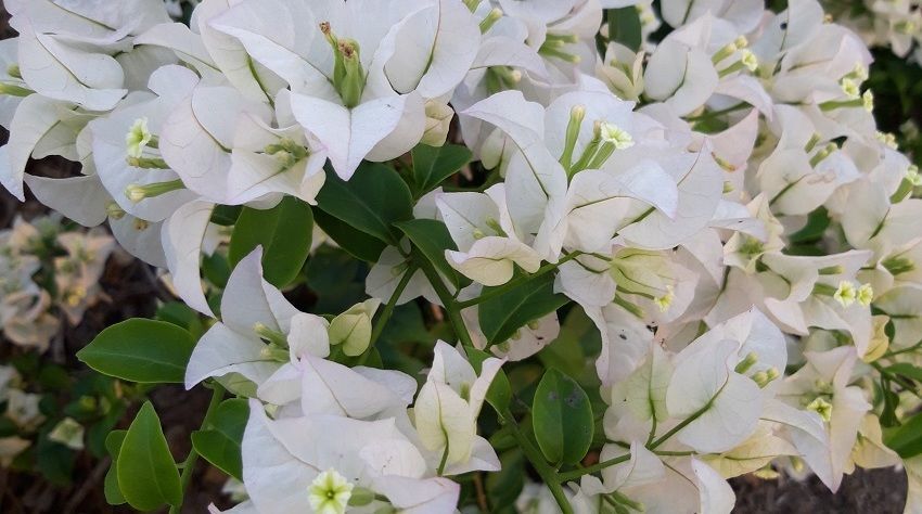 ิbougainvilleas wholesale price offer white shade beautifull for your project landscape white color bougainvillea