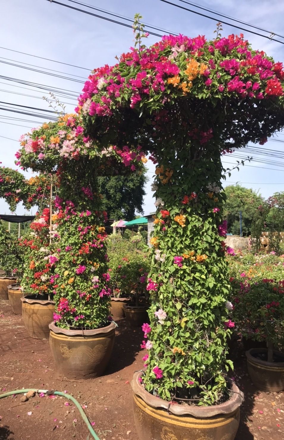 Thai bougainvilleas supply to dubai cone shape 