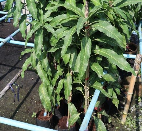 Thai mango fruit trees to laos cambudium