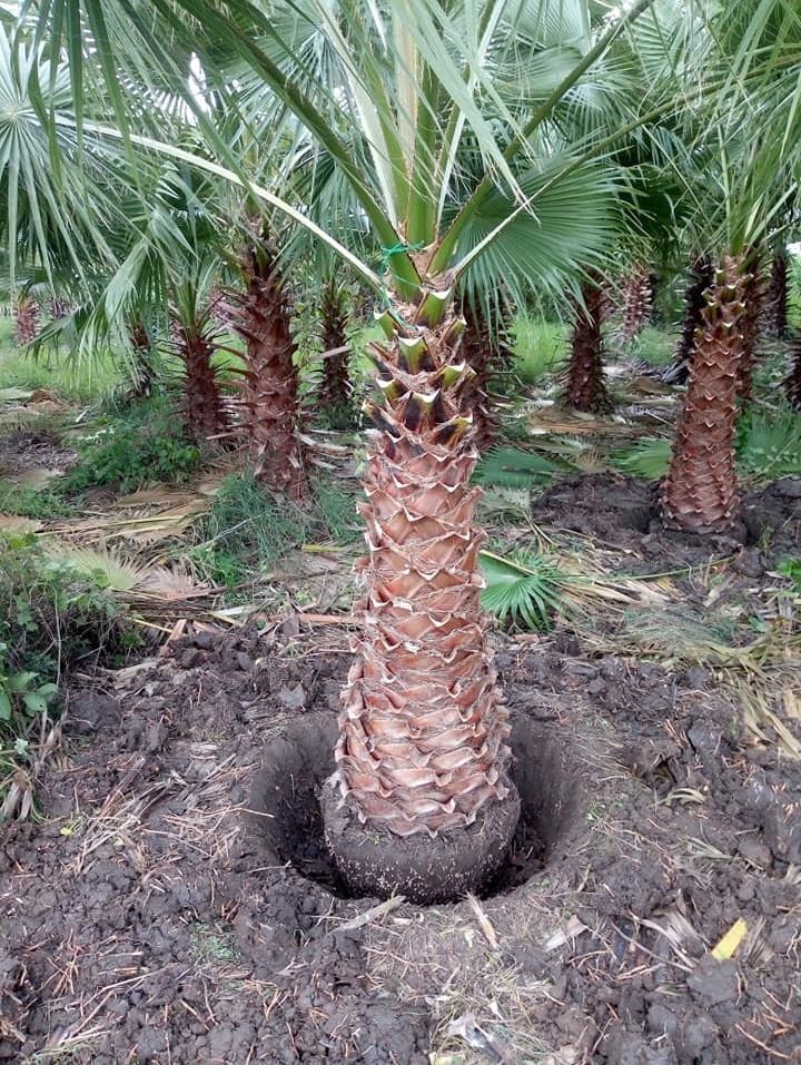 washingtonia robusta selling to vietnam Dig ourself, surround ourself, plant ourself, do every process