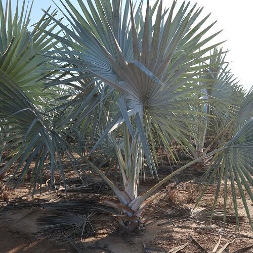 Thai Bismarckia nobilis palm sale to qatar bahrain and vietnam kuwait
