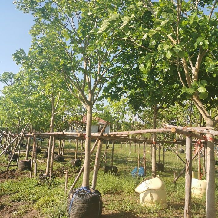 Pongamia Pinnata trees cheap price offer to middle east landscape