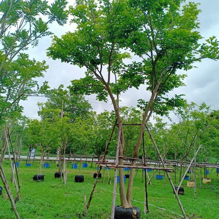 pongamia Pinnata trees for exporting easy to grow supply to dubai