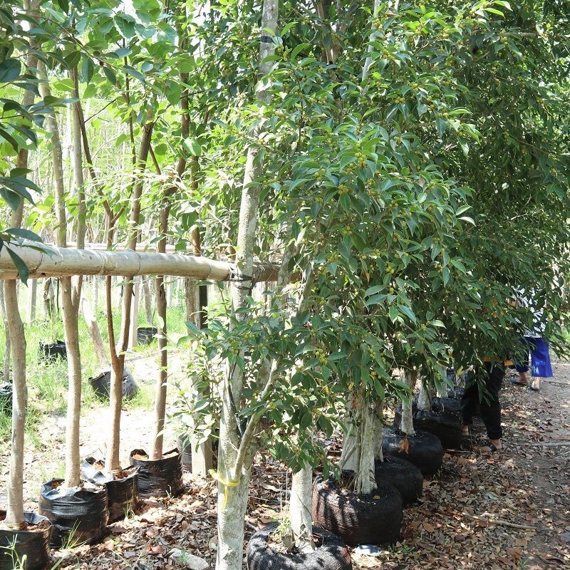 ficus nitida Newly planted surrounding trees, the root system is unable to use the nutrients from the fertilizer