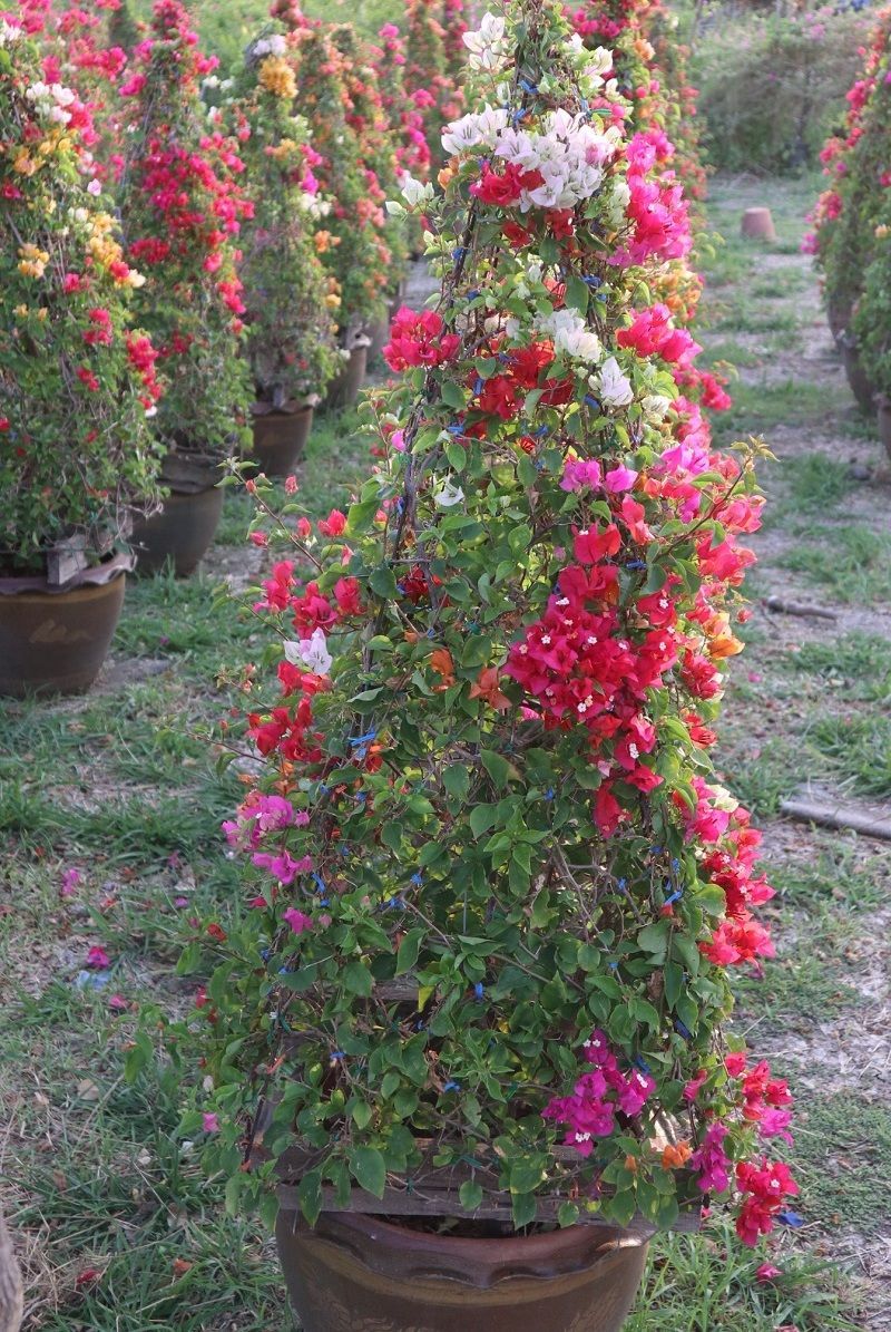 Multi color bougainvilleas for sale to be decorated in the shape of various animals