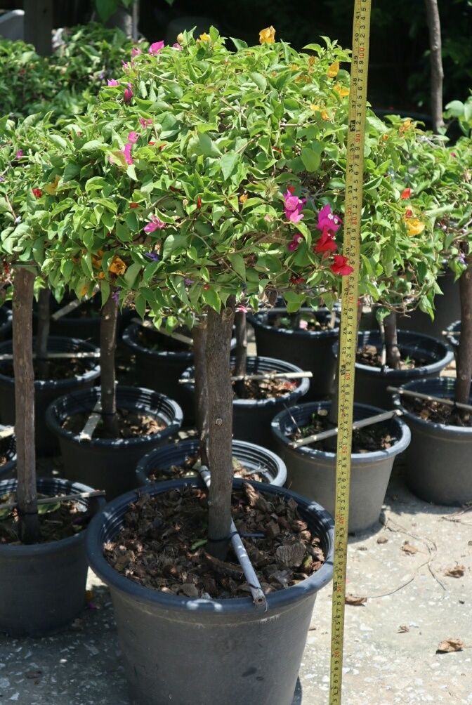 Exporter bougainvilleas does not like much light but loves water. Do not like the shade light