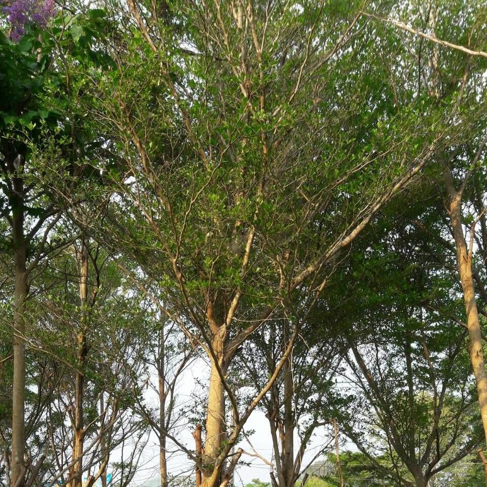 terminalia ivorensis tree for sale to dubai