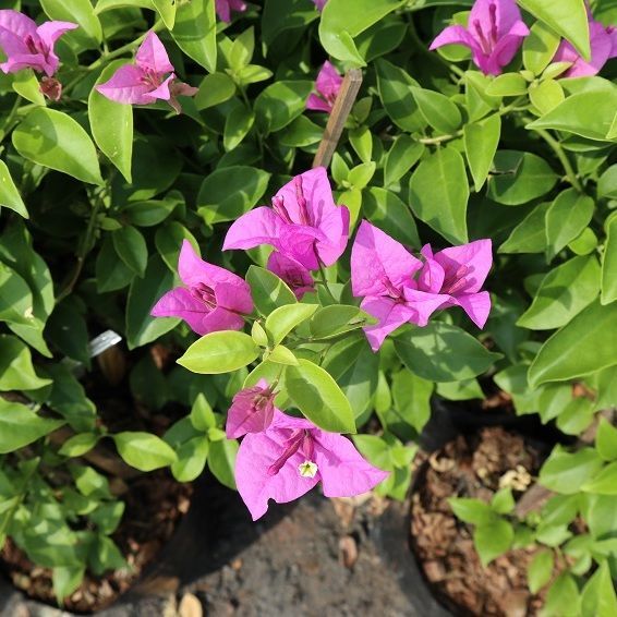 Bougainvilleas is very beautiful, suitable for planting in the open and in the shade to be decorated in the shape of various animals