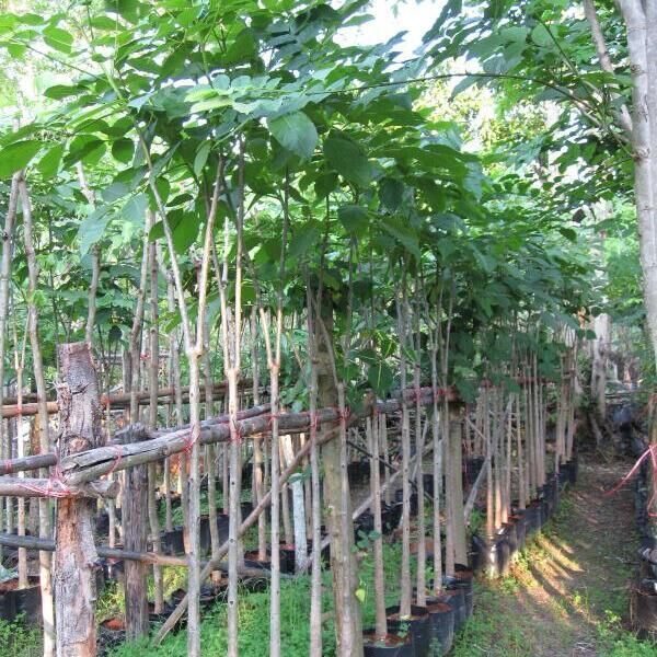 Thai nursery tree and scrub tabebuia rosea thailand exporter