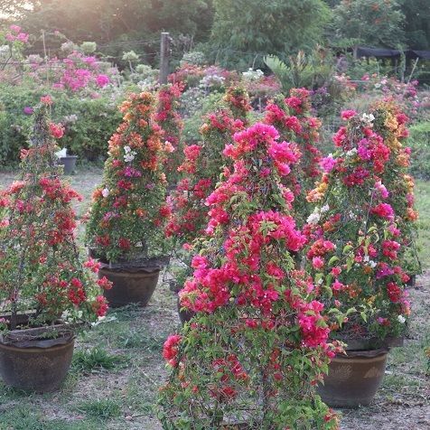 Pyramid bougainvillea thailand plant for exporting 