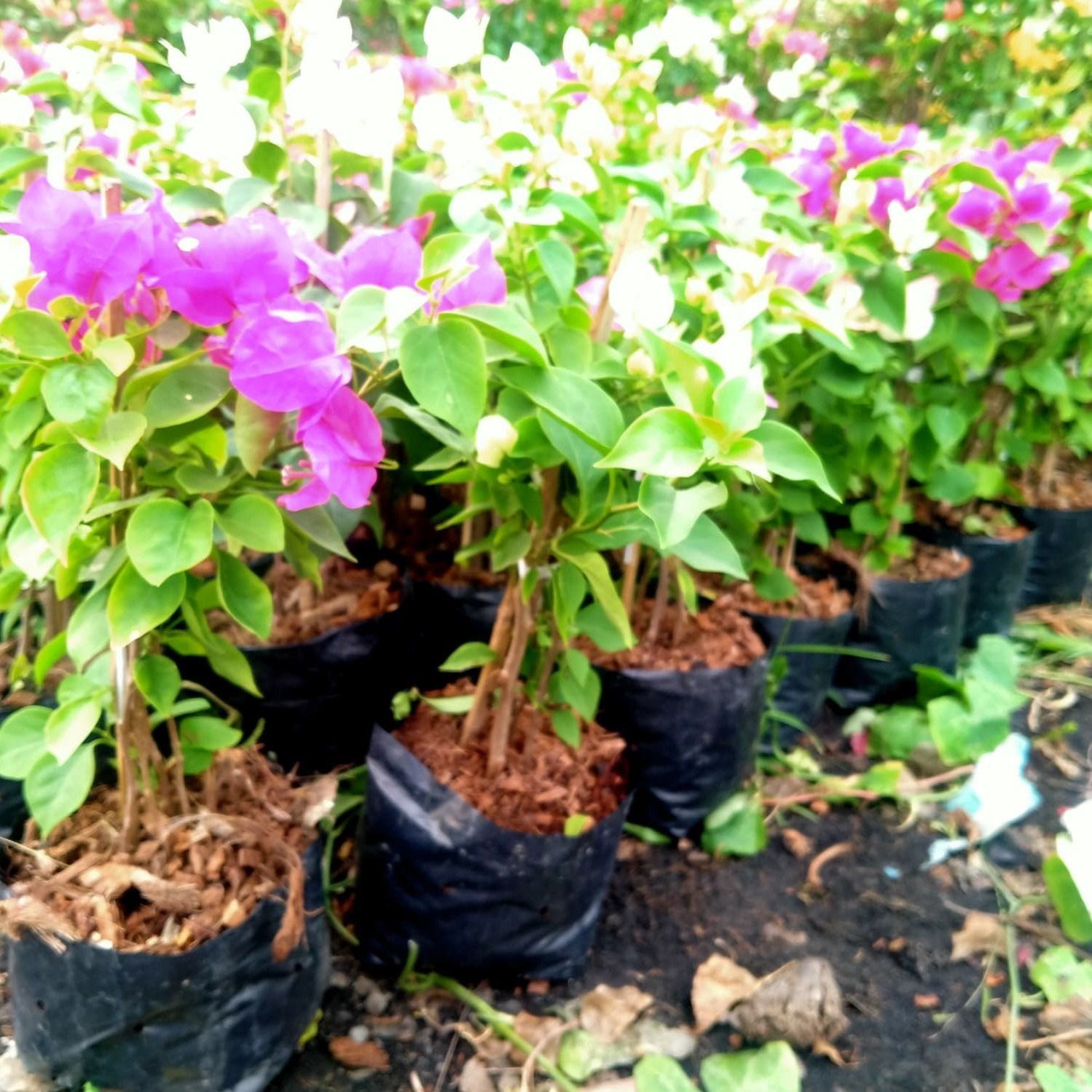 bougainvilleas small size in black bag multi color pink red green leaves