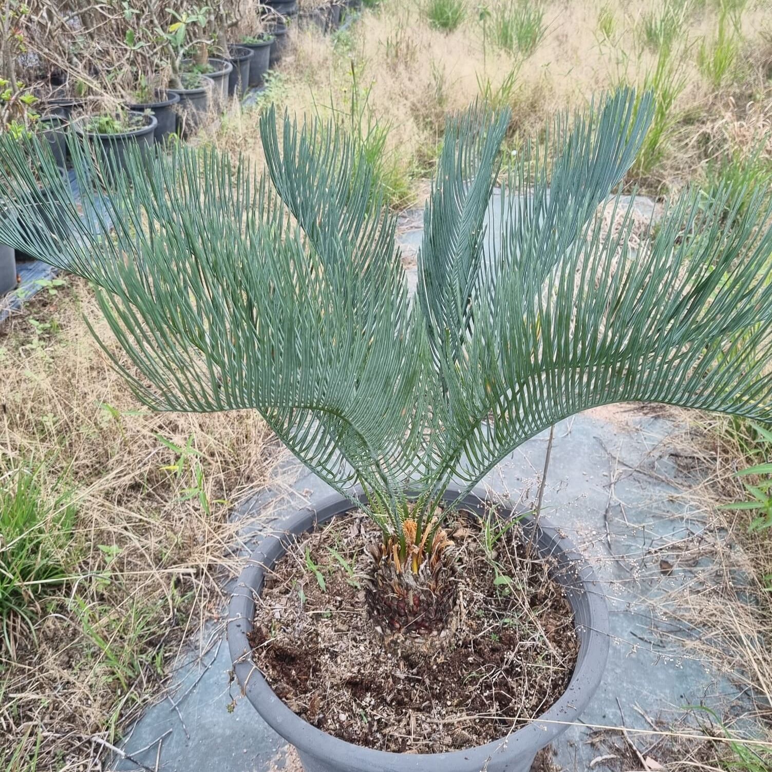 Cycas cairnsiana to japan nursery we can provide cites permit