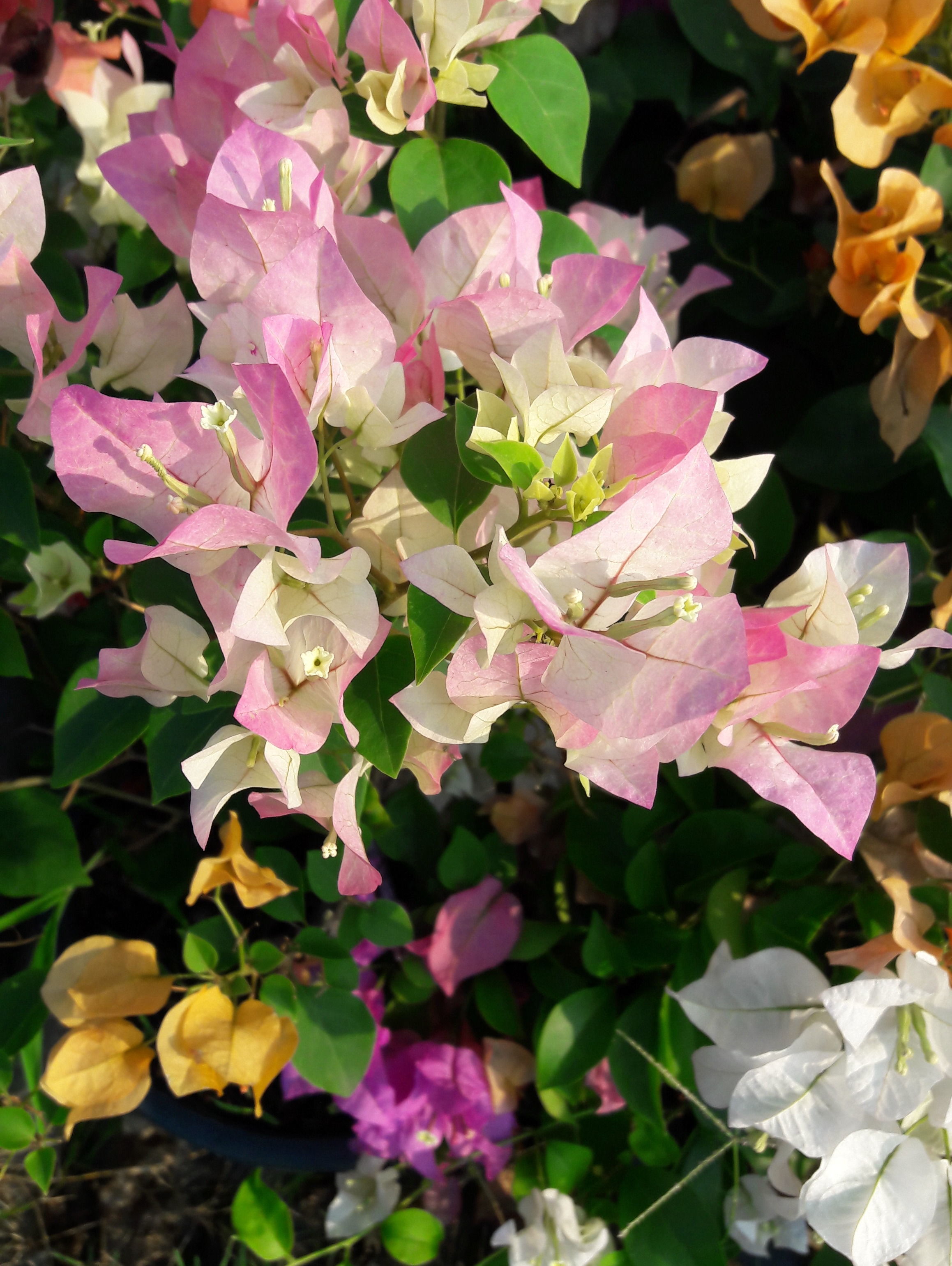 Bougainvillea Best quality good health plants very cheap price per pot to qatar dubai and bahrian the bougainvillea pink color