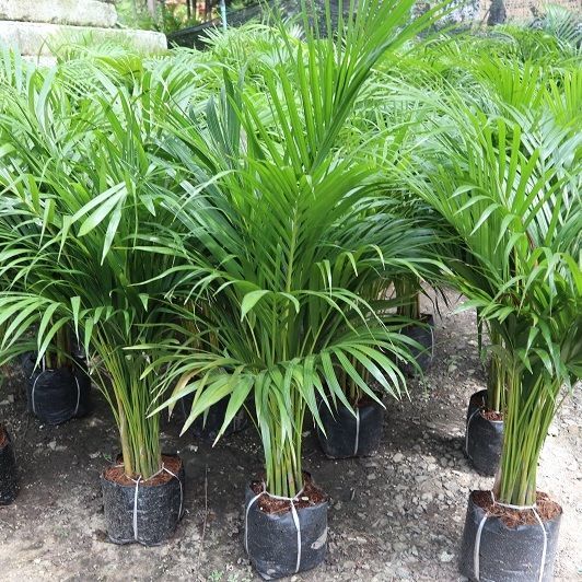 Thai Macarthur palm for decoration best quality from thailand nursery