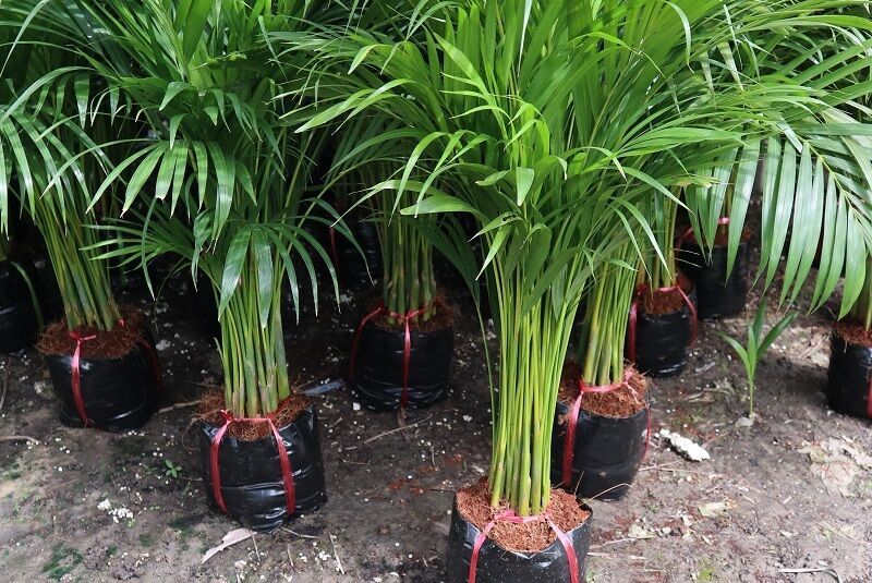 Macarrthur palm from thailand garden to dubai and saudi arabia
