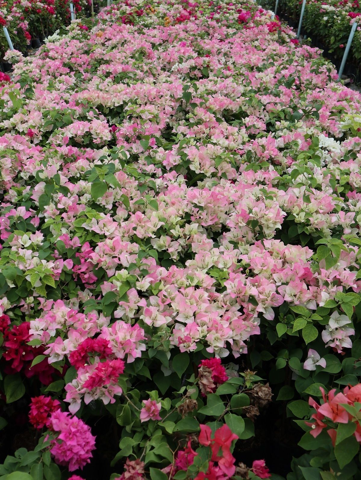 Pink passion bougainvillea for sale to bahrain qatar