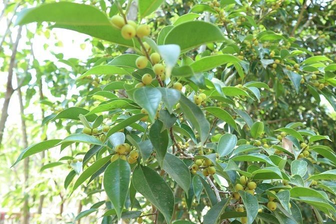 Ficus nitida for sale to qatar