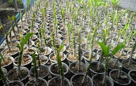 Plumeria cutting stem for sale to qatar japan and supply seeds plumeria