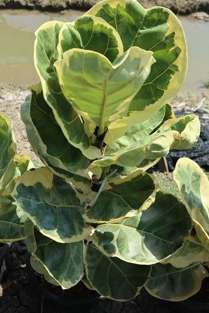Fiddle fig variegated indoor plant for sale