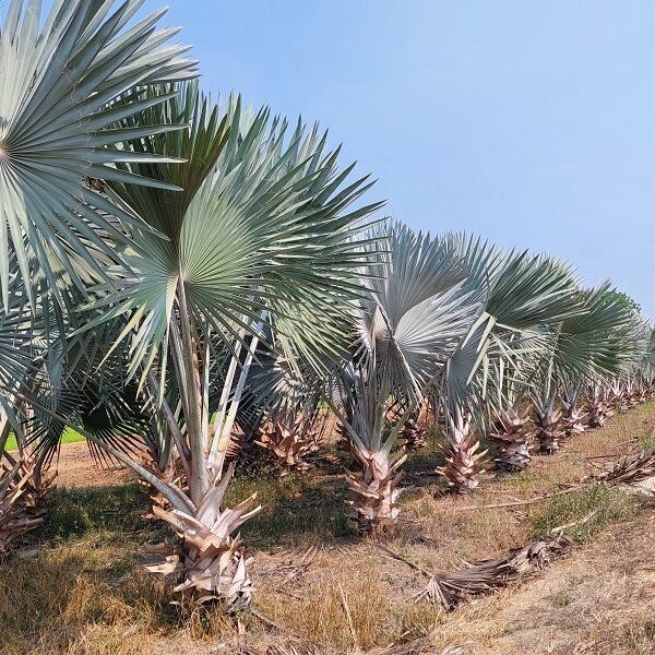 Bismarckia nobilis palm is popularly planted as an outdoor ornamental plant in strong sunlight.