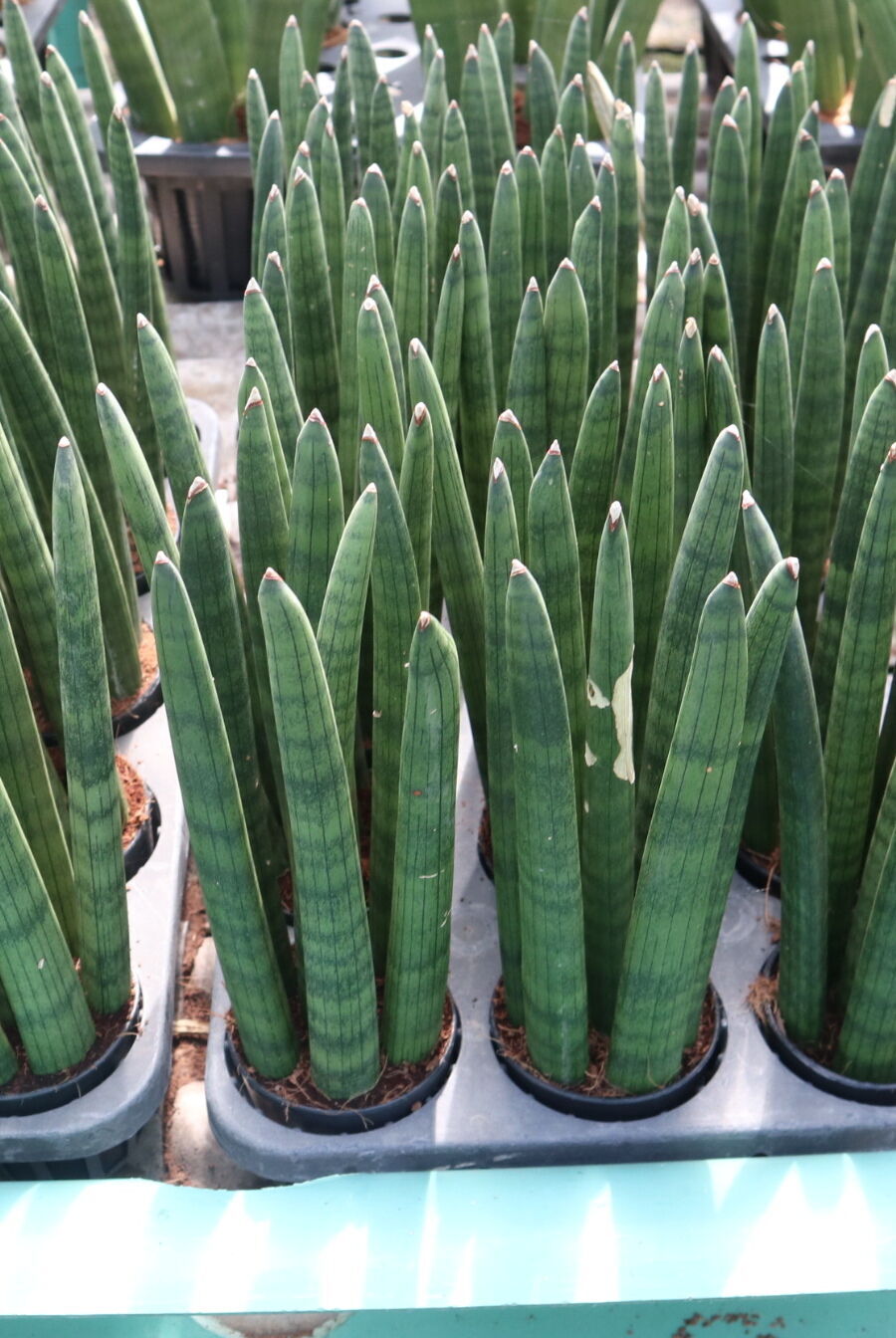 Thailand sansevieria cylindrica for sale Striaght shape 9 stems per one pot and 12 stems per on per one pot