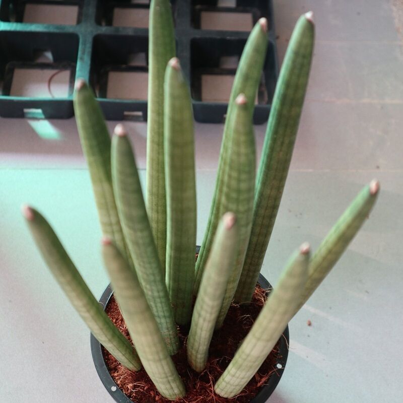 We are exporter of sansevieria cylindrica to japan 