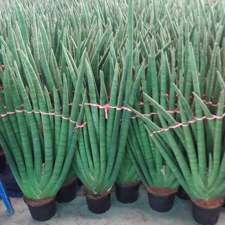 We produce a number of pots to send to Korea. Mainly Holland