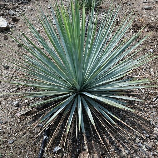 Yucca Rostrata plant live exporting best quality Used for decorating the garden in front of the house.