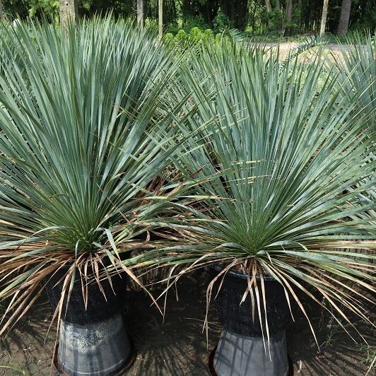 Yucca rostrata trees for sale