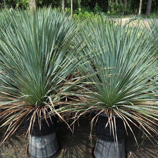 Yucca rostrata decoration plant live very popular in japan